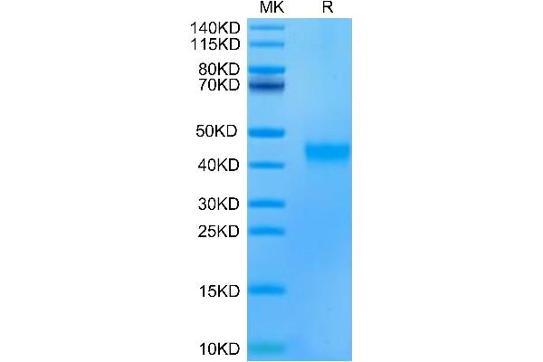 Ephrin A3 Protein (EFNA3) (AA 23-213) (His tag)