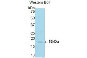 Western Blotting (WB) image for anti-Debranching Enzyme Homolog 1 (DBR1) (AA 243-372) antibody (ABIN1176739) (DBR1 antibody  (AA 243-372))