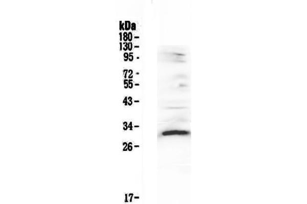 VEGFB antibody  (AA 22-207)