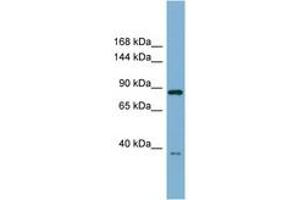 Image no. 1 for anti-Extended Synaptotagmin-Like Protein 3 (ESYT3) (AA 359-408) antibody (ABIN6741976) (ESYT3 antibody  (AA 359-408))
