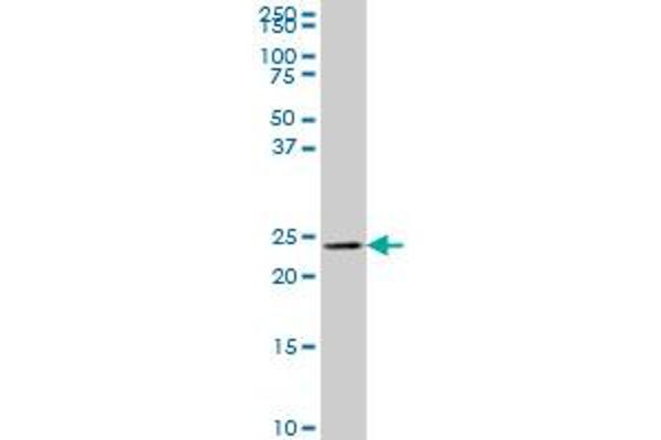 MYL6B antibody  (AA 109-208)