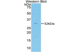 Western Blotting (WB) image for anti-Caspase 12 (Gene/pseudogene) (CASP12) (AA 1-244) antibody (ABIN1858237) (Caspase 12 antibody  (AA 1-244))