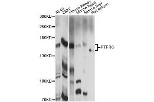 Western blot analysis of extracts of various cell lines, using PTPRG antibody (ABIN6293480) at 1:1000 dilution.