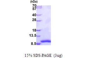 SDS-PAGE (SDS) image for General Transcription Factor IIH, Polypeptide 5 (GTF2H5) (AA 1-71) protein (His tag) (ABIN5853969)