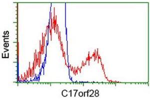 HEK293T cells transfected with either RC206740 overexpress plasmid (Red) or empty vector control plasmid (Blue) were immunostained by anti-C17orf28 antibody (ABIN2452860), and then analyzed by flow cytometry.