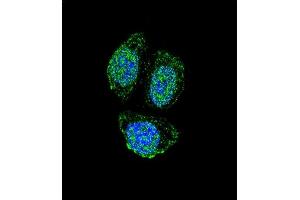 Confocal immunofluorescent analysis of IL17B Antibody (Center) (ABIN655941 and ABIN2845330) with Hela cell followed by Alexa Fluor 488-conjugated goat anti-rabbit lgG (green). (IL17B antibody  (AA 39-66))