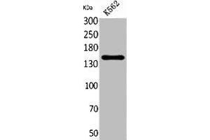 Western Blot analysis of K562 cells using RFC1 Polyclonal Antibody. (RFC1 antibody  (C-Term))