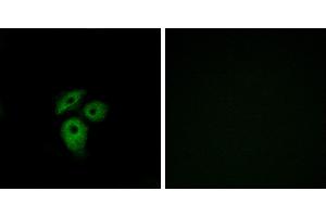 Peptide - +Immunofluorescence analysis of A549 cells, using CD234 antibody. (DARC antibody  (Internal Region))