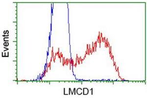 HEK293T cells transfected with either RC200062 overexpress plasmid (Red) or empty vector control plasmid (Blue) were immunostained by anti-LMCD1 antibody (ABIN2454491), and then analyzed by flow cytometry. (LMCD1 antibody)