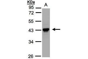 WB Image Sample(30 ug whole cell lysate) A:HeLa S3, 10% SDS PAGE antibody diluted at 1:1000 (SERPINB5 antibody  (Center))