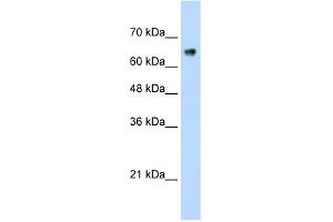 ZNF326 antibody (20R-1244) used at 0. (ZNF326 antibody  (C-Term))