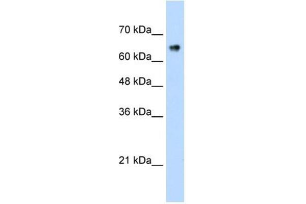 ZNF326 antibody  (C-Term)