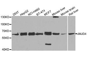 Western blot analysis of extracts of various cell lines, using JMJD4 antibody. (JMJD4 antibody  (AA 1-463))