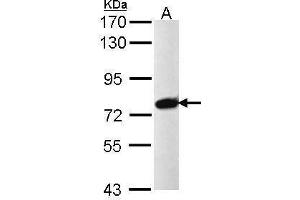 WB Image Sample (30 ug of whole cell lysate) A: Raji 7. (PRPF39 antibody)