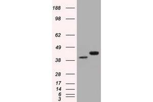 HEK293T cells were transfected with the pCMV6-ENTRY control (Left lane) or pCMV6-ENTRY BSG (Right lane) cDNA for 48 hrs and lysed. (CD147 antibody)