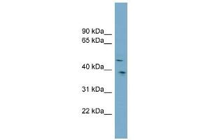 SPOCK3 antibody used at 1 ug/ml to detect target protein. (SPOCK3 antibody)