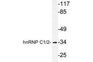 Western blot analysis of hnRNP C1/2 antibody in extracts from HuvEc cells. (HNRNPC antibody)