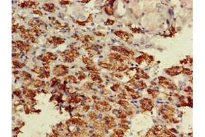 Immunohistochemistry of paraffin-embedded human adrenal gland tissue using ABIN7145531 at dilution of 1:100 (BACE1 antibody  (AA 46-155))