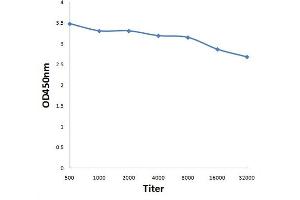 Antigen: 0. (RNH1 antibody  (AA 101-200))
