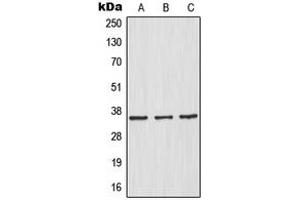 Western blot analysis of IKB alpha expression in HeLa (A), HepG2 (B), Raw264.