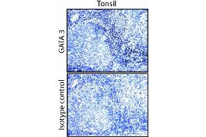 GATA3 staining on human tonsil and breast. (GATA3 antibody)