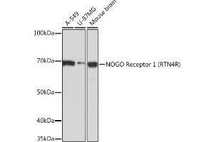 Western blot analysis of extracts of various cell lines, using NOGO Receptor 1 (RTN4R) Rabbit mAb (ABIN7269931) at 1:1000 dilution. (RTN4R antibody)