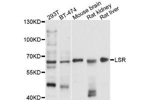 Western blot analysis of extracts of various cell lines, using LSR antibody (ABIN5996188) at 1/1000 dilution. (LSR antibody)