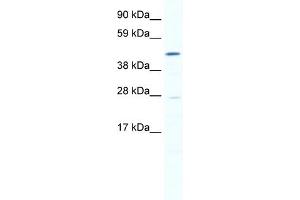 WB Suggested Anti-SMYD1 Antibody Titration:  0. (SMYD1 antibody  (N-Term))
