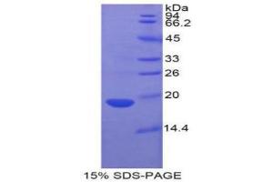 SDS-PAGE (SDS) image for Fatty Acid Binding Protein 2, Intestinal (FABP2) (AA 1-132) protein (His tag) (ABIN1877253)