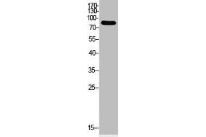 Western Blot analysis of HeLa cells using Acetyl-Ub (K33) Polyclonal Antibody (UBA52/RPS27A/UBB/UBC (acLys33) antibody)