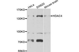 Western blot analysis of extracts of various cell lines, using HDAC4 antibody (ABIN5975864) at 1/1000 dilution. (HDAC4 antibody)