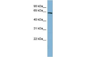 WB Suggested Anti-HNF1A Antibody Titration: 0. (HNF1A antibody  (N-Term))