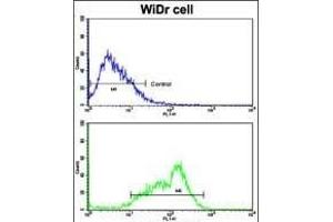 Flow Cytometry (FACS) image for anti-BCL2-Like 11 (Apoptosis Facilitator) (BCL2L11) (AA 134-160) antibody (ABIN652493)