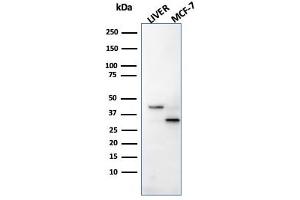 Western Blotting (WB) image for anti-Cathepsin D (CTSD) (AA 104-250) antibody (ABIN6939214)