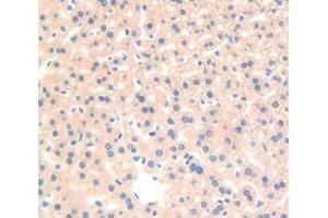 IHC-P analysis of Mouse Tissue, with DAB staining. (RBP4 antibody  (AA 63-245))