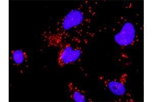 Proximity Ligation Assay (PLA) image for anti-Hypoxia Inducible Factor 1, alpha Subunit (Basic Helix-Loop-Helix Transcription Factor) (HIF1A) (AA 717-826) antibody (ABIN516445)