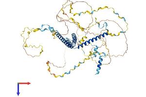 AlphaFold protein structure predicition of Human Recombinant WBP11 Protein, UniprotID Q9Y2W2 (WBP11 Protein (AA 1-641) (His tag))