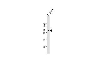 Anti-SOX15 Antibody (Center) at 1:1000 dilution + human brain lysate Lysates/proteins at 20 μg per lane.