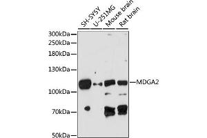 Western blot analysis of extracts of various cell lines, using MDG antibody (ABIN7268386) at 1:1000 dilution. (MDGA2 antibody  (AA 620-820))