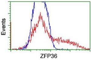 HEK293T cells transfected with either RC202049 overexpress plasmid (Red) or empty vector control plasmid (Blue) were immunostained by anti-ZFP36 antibody (ABIN2454205), and then analyzed by flow cytometry. (ZFP36 antibody)