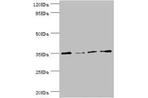 Western blot All lanes: NAPG antibody at 1. (NAPG antibody  (AA 1-312))