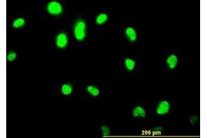 Image no. 3 for anti-GA Binding Protein Transcription Factor, alpha Subunit 60kDa (GABPA) (AA 1-101) antibody (ABIN598705) (GABPA antibody  (AA 1-101))