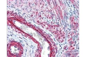 Immunohistochemistry (IHC) image for anti-Myosin, Light Chain 12A, Regulatory, Non-Sarcomeric (MYL12A) (N-Term) antibody (ABIN104491)