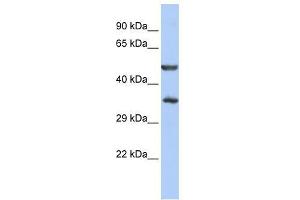 ZNF414 antibody used at 0. (ZNF414 antibody  (N-Term))