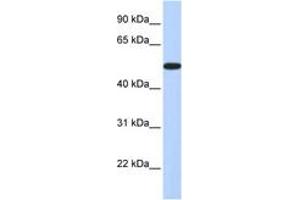 Image no. 1 for anti-Homeobox A3 (HOXA3) (AA 324-373) antibody (ABIN6742643)