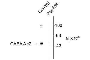 Image no. 1 for anti-gamma-aminobutyric Acid (GABA) A Receptor, gamma 2 (GABRG2) (pSer327) antibody (ABIN372642) (GABRG2 antibody  (pSer327))