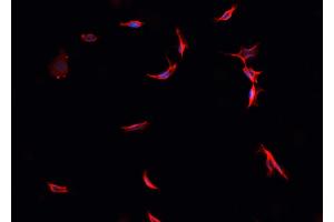 ABIN6276439 staining HepG2? (PARK7/DJ1 antibody  (C-Term))
