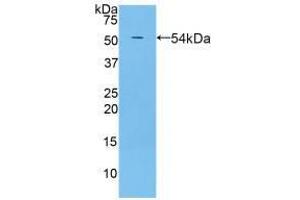 Western blot analysis of recombinant Rat PZP. (PZP antibody  (AA 1251-1500))