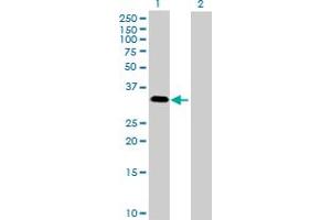 Western Blot analysis of MAPK15 expression in transfected 293T cell line by MAPK15 MaxPab polyclonal antibody. (MAPK15 antibody  (AA 1-277))