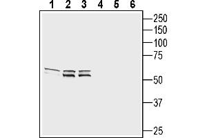 anti-G Protein-Coupled Receptor 26 (GPR26) (AA 315-329), (Intracellular) antibody